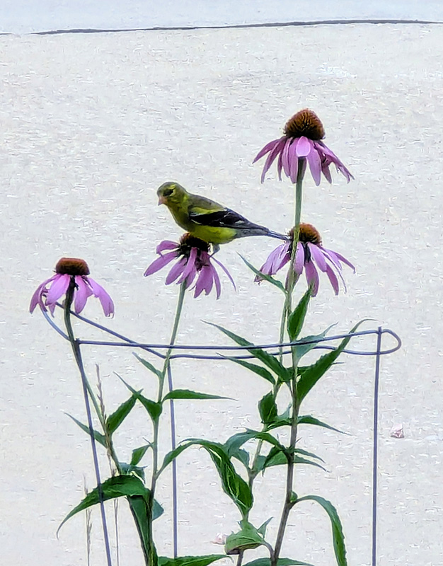 American Goldfinch Visiting Echinaca Purpurea Flowers